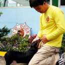 바둑이 애견 이미지