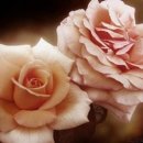 꽃보다아름다운당신 이미지