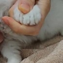 펫 파라다이스 동물병원 이미지