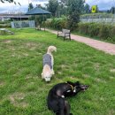 진주휴게소 | 📍 진주 휴게소 반려견 놀이터 후기 – 콜라와 옹심이의 신나는 주말 산책