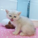 김해 강아지분양 고양이분양 똥강아지 이미지