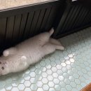 오조리 이미지