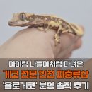 인송중학교 | 인천 게코 전문 파충류샵 욜로게코｜크레스티드게코 분양부터 핸들링까지 후기