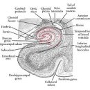 대뇌변연계 이미지