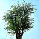 노을빛 정원 이미지