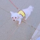 똘이펫