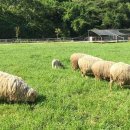 한우드림 이미지