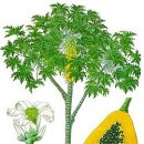 파파야 카카오 검색결과