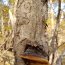 황금버섯 이미지