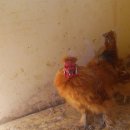 황실미가 이미지