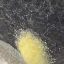 거미집 이미지