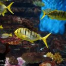 아쿠아플라넷 제주 이미지