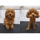 마이핫독 이미지