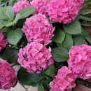 신일목장 이미지