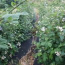 형제슈퍼 이미지