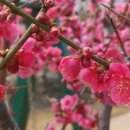 임자 조희룡 유배지 이미지