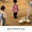 구성농장 | 경기 남부 아기랑 갈만한 곳, 동물 먹이주기 체험 가능한 실내 동물원 용인 무럭무럭 농장