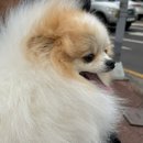 한일애견미용실 이미지