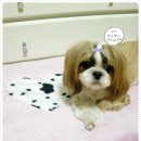 쮸 이미지