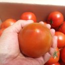 [2016년 5월 16일]토마토 판매 안내 이미지
