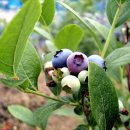 장계농장 이미지