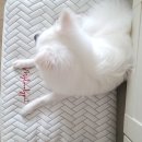 주식회사 깡이 이미지
