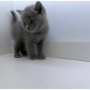 이편한도그 이미지