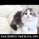 먼치캣 이미지