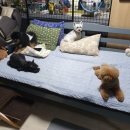 슈가독살롱 이미지