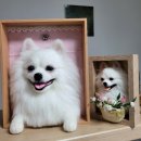 쁘띠댕댕 이미지