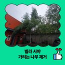 경기도 수원시 장안구 파장천로11번길 | 빌라 시야 가리는 나무 제거