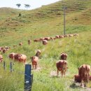 백제목장 이미지