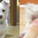 멍멍이발바닥 이미지