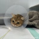 동물자유연대 부속 동물병원 | 마루의 투병일지 2차 (선천성 장 협착증 수술 후 경과 및 근황)