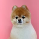 코코 반려견샵 이미지