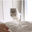 살구라는 이름의 고양이