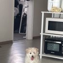 포리