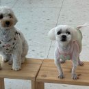 댕토피아 이미지