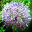 Take a Moment to Enjoy the Beauty of Flowers and Words... 이미지