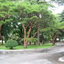 이리초등학교 Daum카페