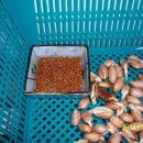 과산화수소수로 땅콩씨앗 침지 기법을 이용해 기르고 있는 땅콩새싹과 무순 크는 과정 올려 봅니다..^^ 이미지