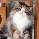 CatFlower