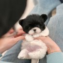 부산강아지분양 미유펫 이미지