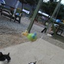 고양이동산 이미지