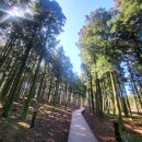 제주 오름 산책 | 제주 절물자연휴양림 산책코스 + 절물오름 전망대 후기 (입장료/소요시간)