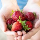 보성농원 이미지