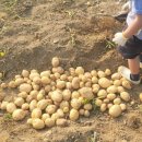 하원농장 이미지