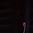 길손 Daum카페