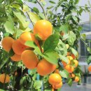 신효동 하귤나무 이미지