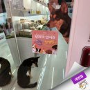 패러그린 대연점 이미지